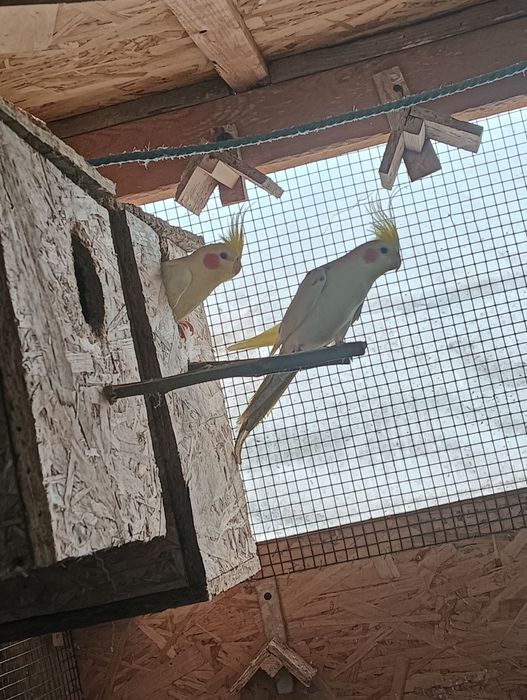 Nimfe.perechi.  de vânzare