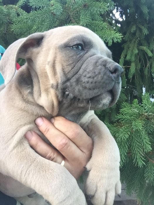 Щенки американский булли