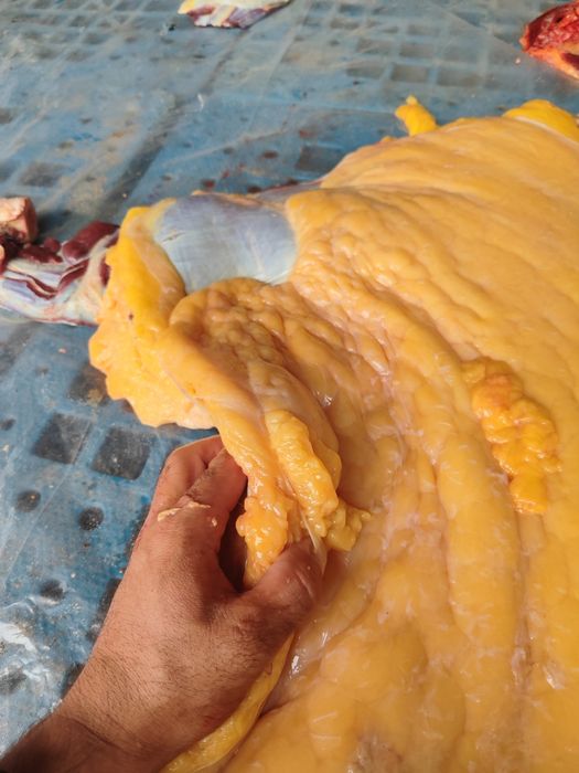 Жылқы Семіз ту биелер