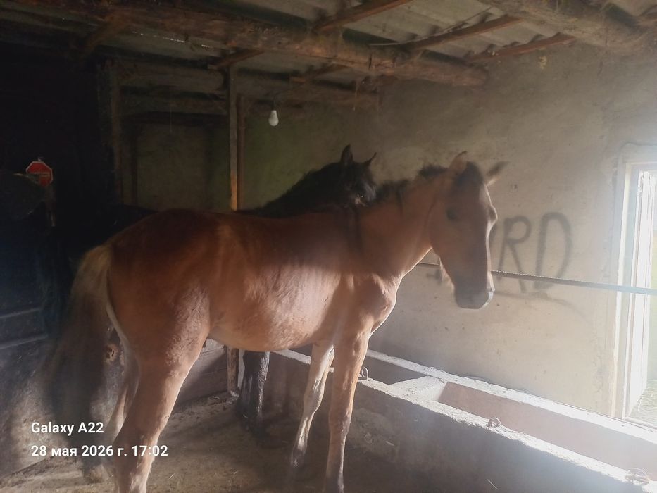 Продам жеребят  2