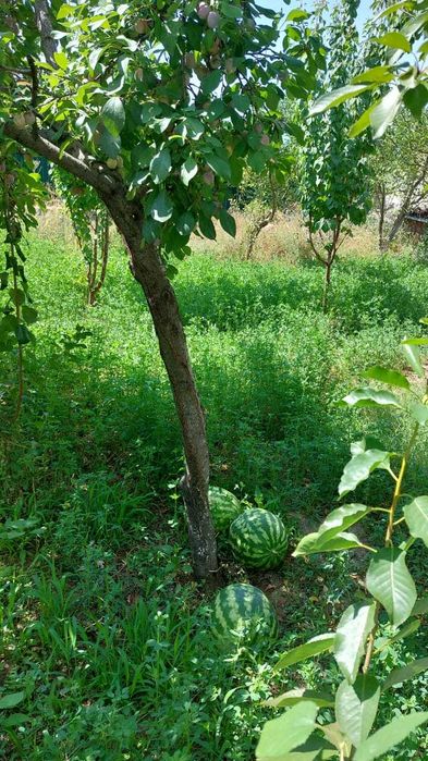 Сдается 3х комнатный дом в Кентау