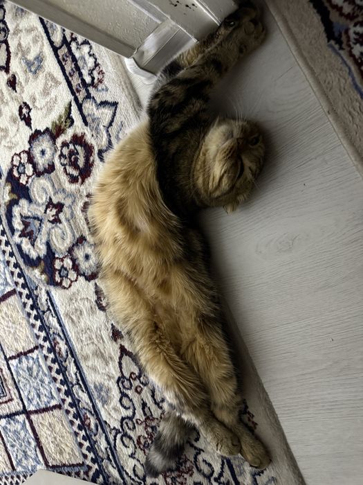 Срочна сотилади…!