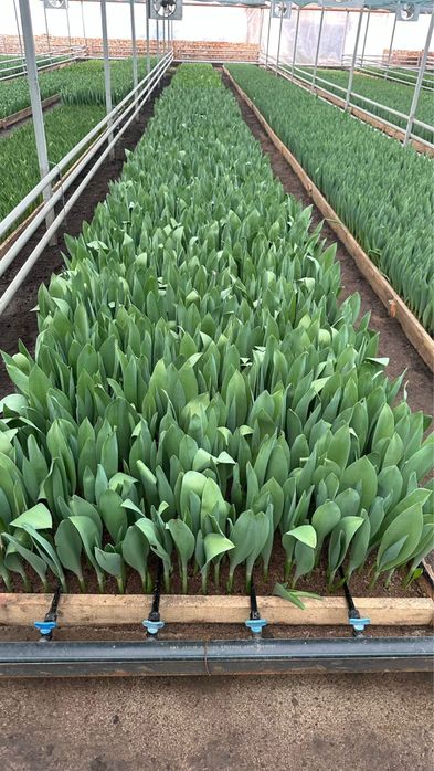 Тюльпаны талдыкорган