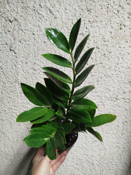 Замиокулькас Равен