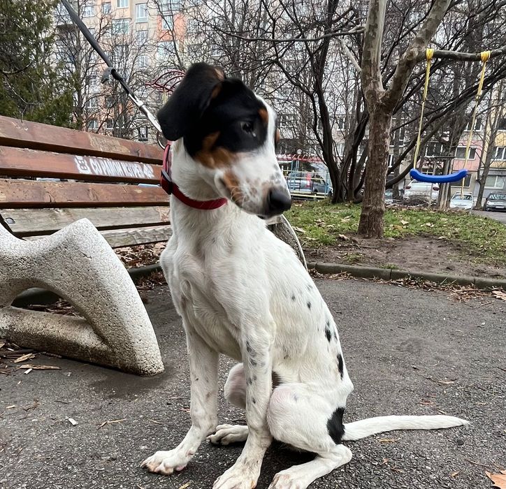 Подаряваме куче на 6 месеца