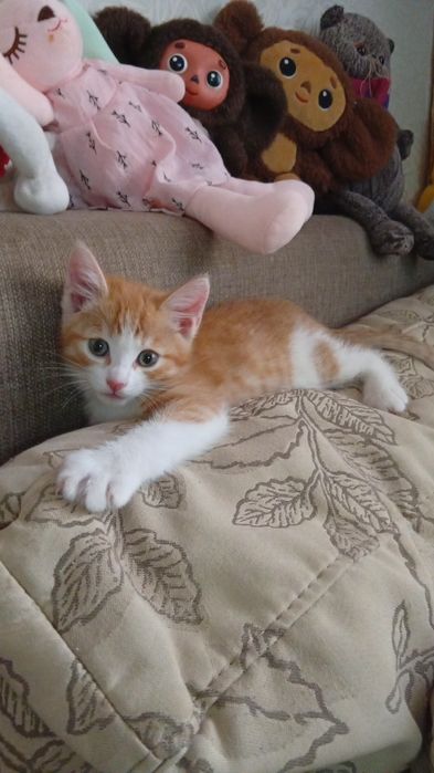 Котенок в добрые руки