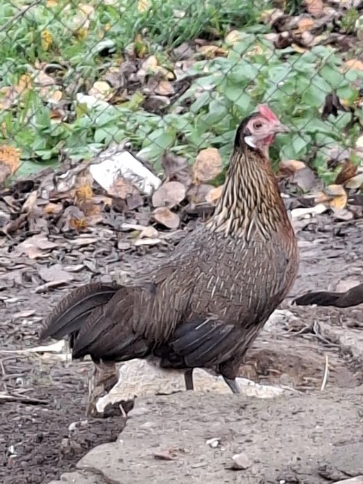 Pereche Phoenix  2025