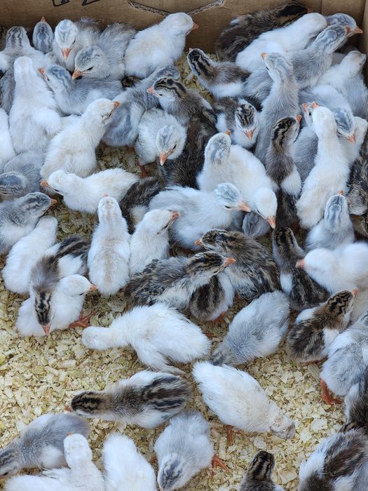 Vând bibilici pinguin