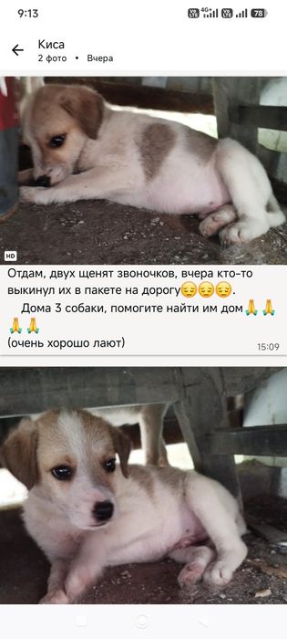 Отдам щенков  породы не знаю