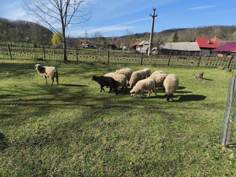 Oi și berbeci de vanzare