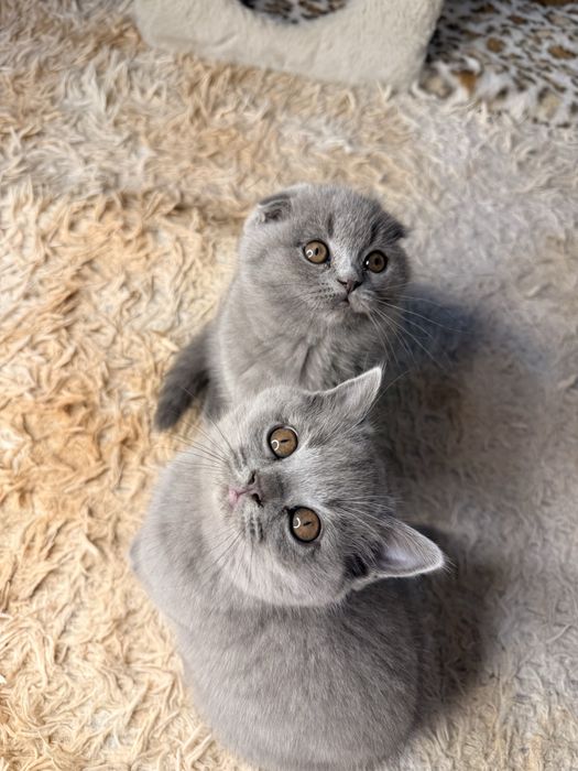 Продаются элитные котята