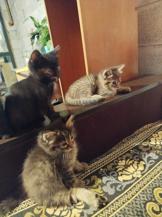 Отдам котят в добрые руки