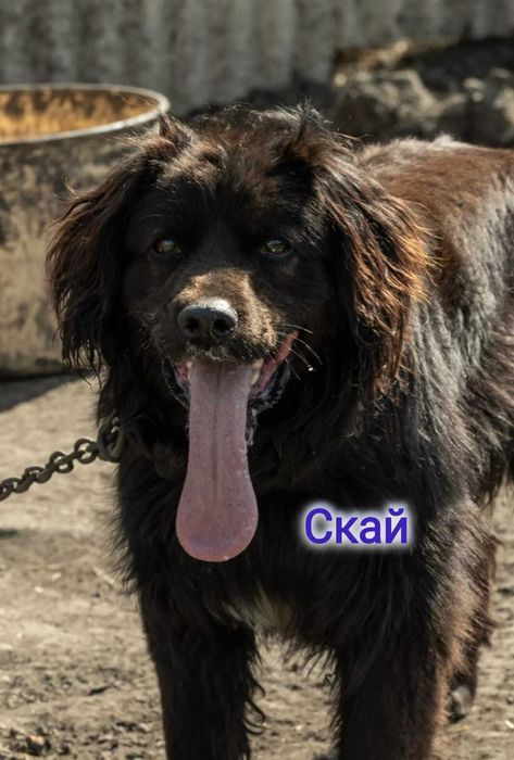 Дарю в добрые и ответственные руки