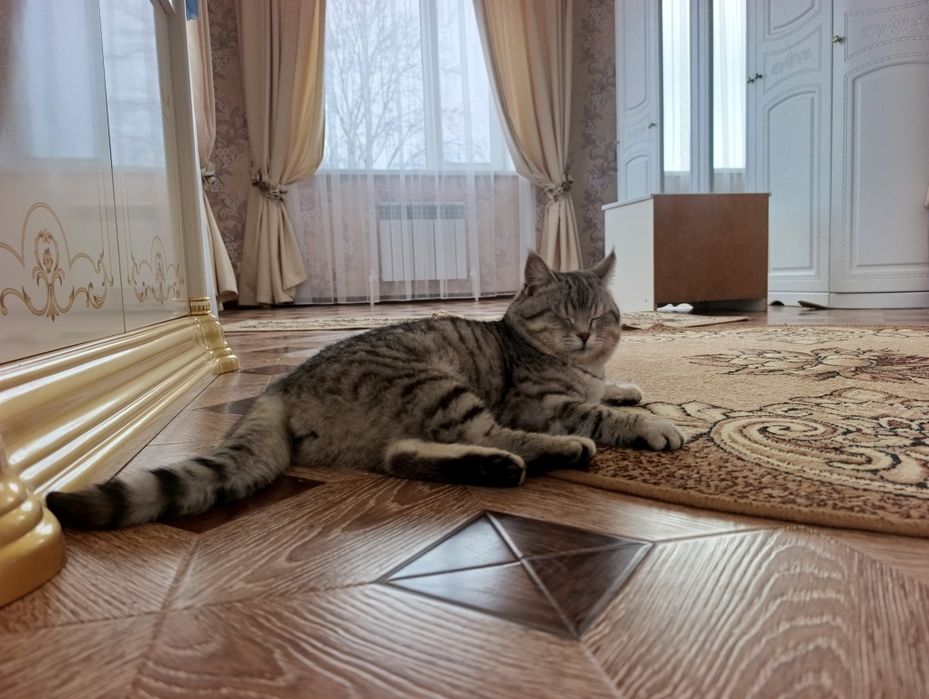 Отдам котят бесплатно.