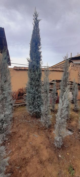 Арча. Кипарис Аризона.