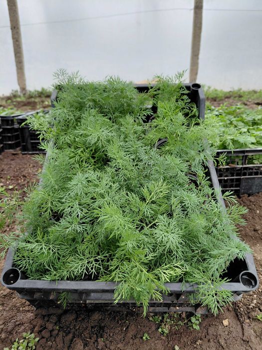 Разсад - Мента, Джоджен, Магданоз, Копър