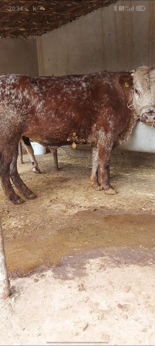 3 бас бұка сатылады