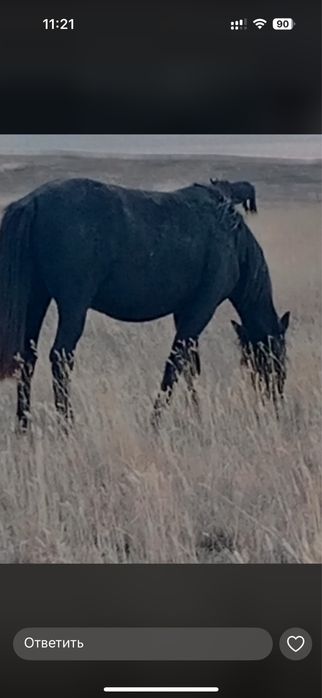 Продам жеребых кабыл