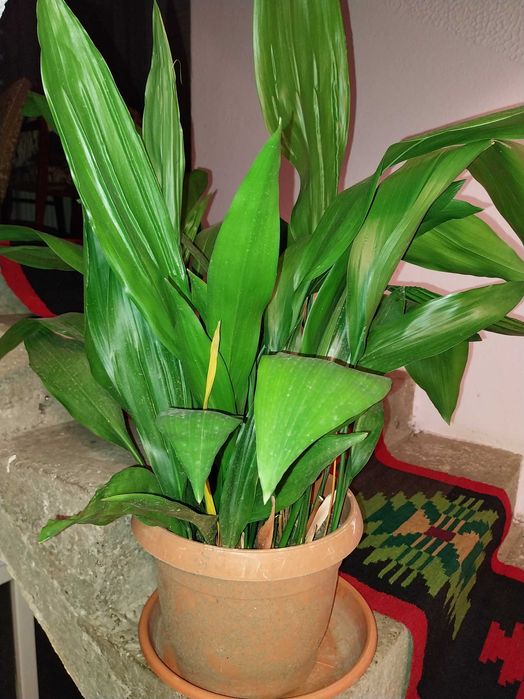 Flori naturale Aspidistra, o planta din China, Himalaya si Japonia.