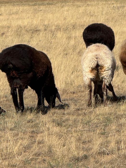 2 кошкарларды сатамын