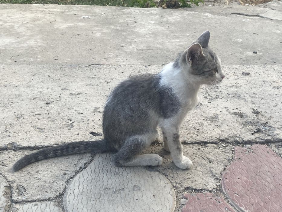 Котята Отдам в добрые руки
