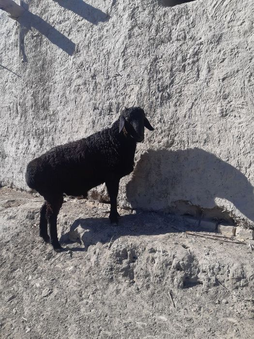 Aqiqa va Qurbonlik uchun qo'chqorlar bor.