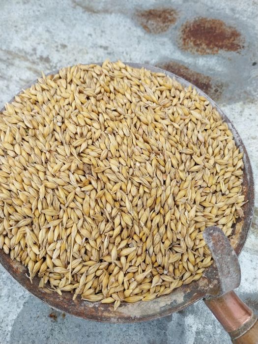 Vand orz 2025 1,20 lei/kg