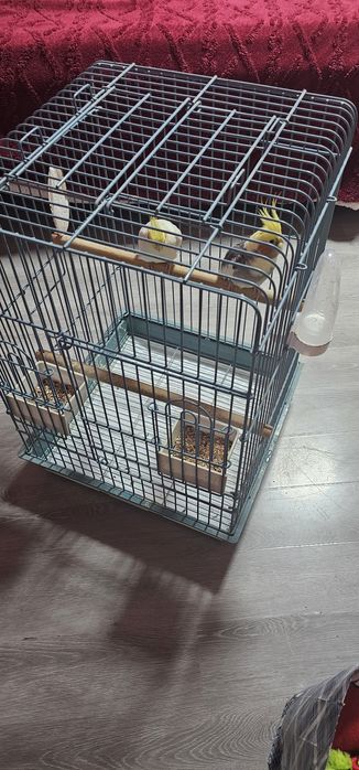 De vânzare Nimfe pereche vârsta 2 ani!     Cu tot cu colivie!!