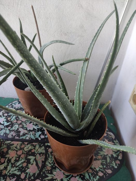 Продам цветы алое - вера