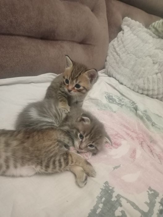 Вислоухая и прямоухий леопардики