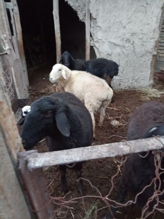 Xona bola qo'ylar, hamda qo'chqor sotiladi.
