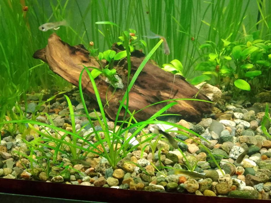 Аквариумные растения