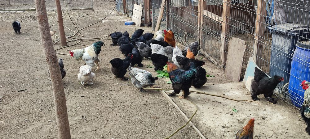 Ouă de tara pt consum