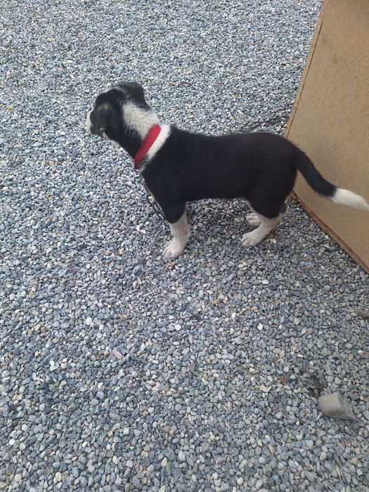 Алабай щенок 2 месяца