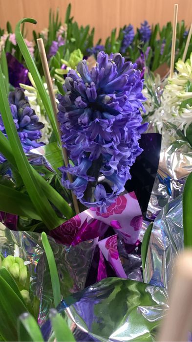 Геацинт  весенний цветок