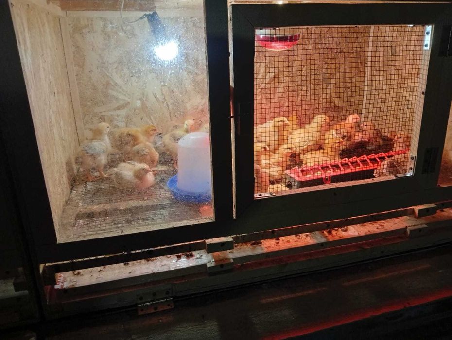 Vand 50 de pui de găină. Preț 15 ron bucata