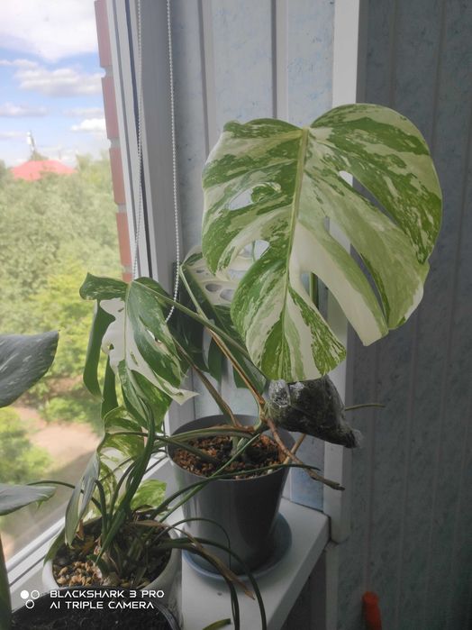 Макушка монстера альба
