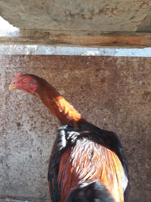 dakan xõroz sotiladi   kelishamiz