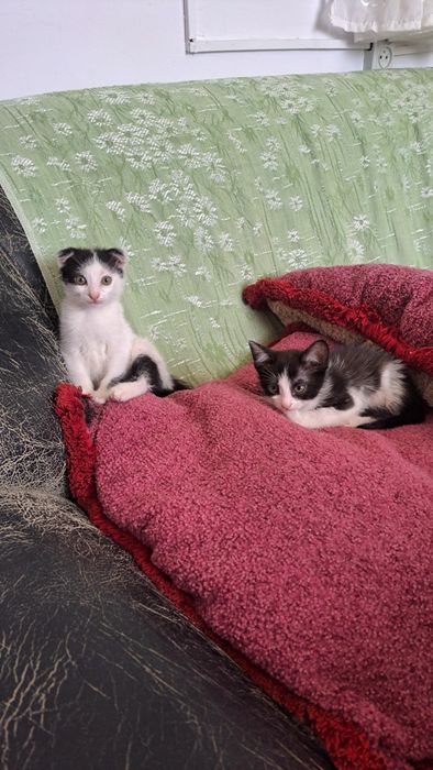 Котёнка в добрые руки