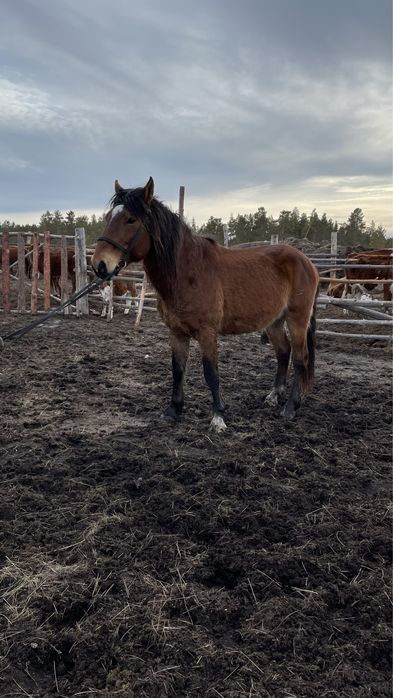 Продам жеребца