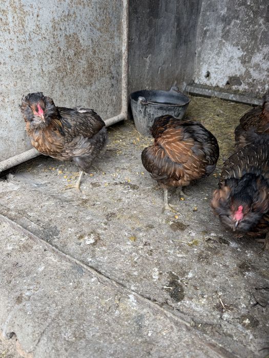 Araucana Potarnichiu Salbatic pasari si oua
