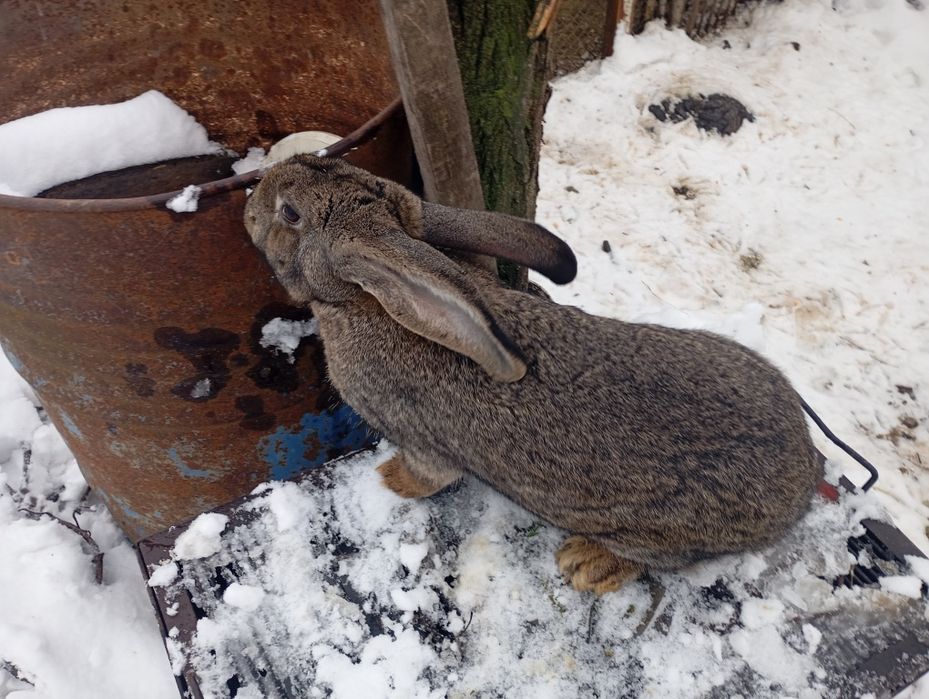 Iepuroi Urias German Gri  (tânăr)