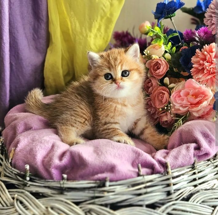 Кошечка беременная шиншилла