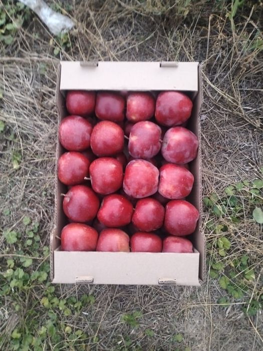 Яблоки свежие, урожай 2025
