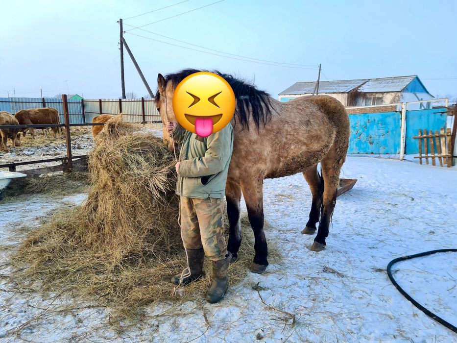 Полу тяж айғыр жеребец