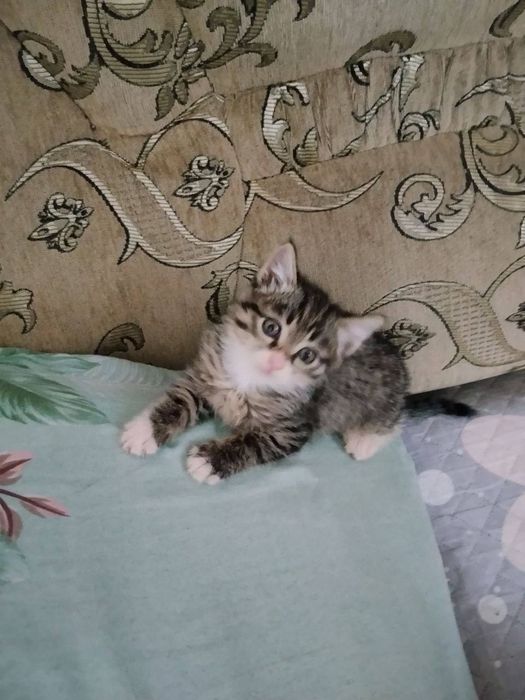 Котёнка отдам  бесплатно