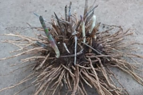 Radacini sparanghel anul 4 si anul 1