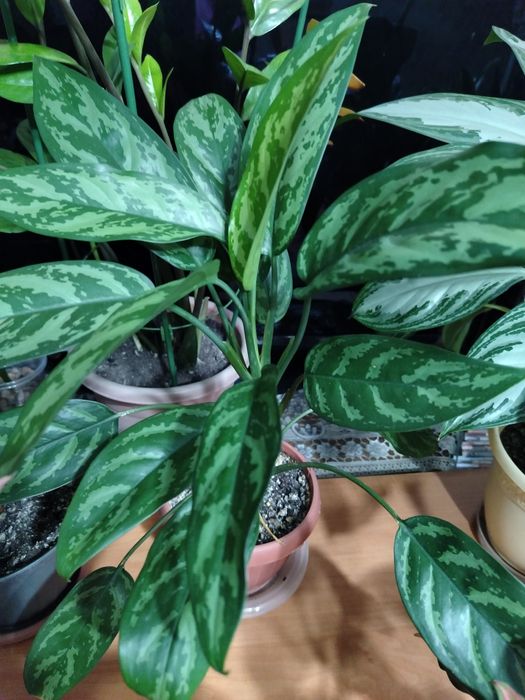 Продам комнатный цветок