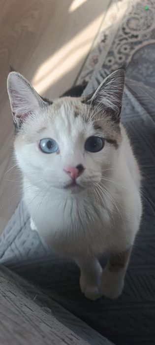Котята ищут любящих и ответственных хозяев!
