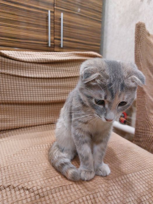 Отдам котенка в добрые руки